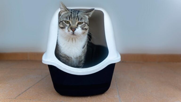 cat-looking-out-from-litter-box
