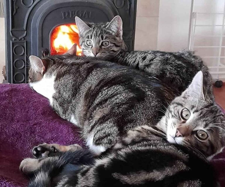 Three kittens in front of fireplace