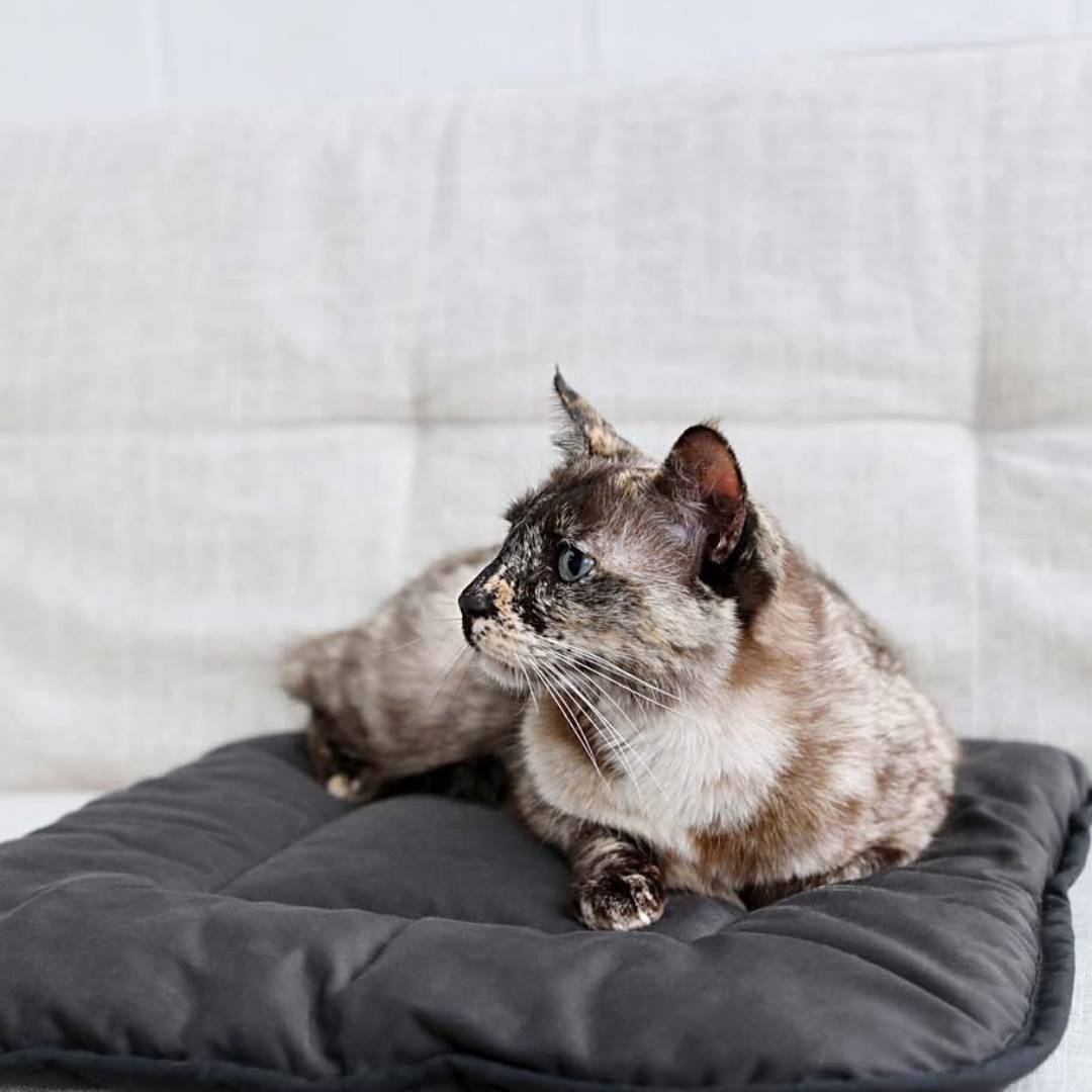 tortoise-shell-cat-on-couch