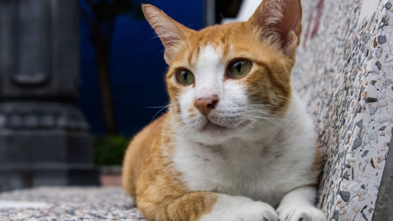 an orange and white cat laying on a cement bench