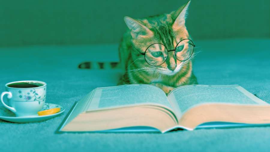 tabby cat with glasses reading book